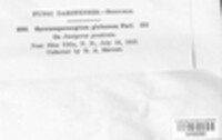 Gymnosporangium globosum image